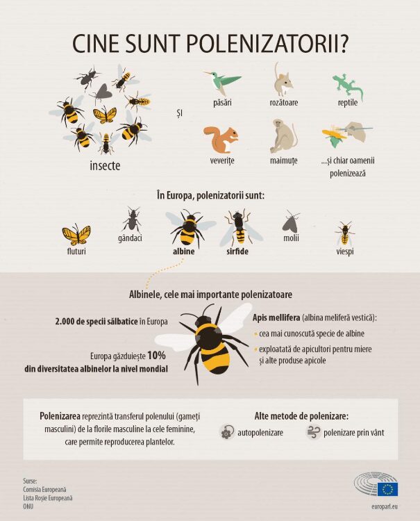 De ce este in declin populatia albinelor si a altor polenizatori? 1 De ce este in declin populatia albinelor si a altor polenizatori? De ce este in declin populatia albinelor si a altor polenizatori? Stiri agricole