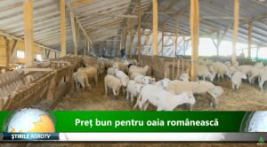 VIDEO Pret bun pentru oaia romaneasca Comunicate