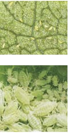 PRUNUL: Boli si daunatori. SOLUTII de prevenire si combatere 4 PRUNUL: Boli si daunatori. SOLUTII de prevenire si combatere PRUNUL: Boli si daunatori. SOLUTII de prevenire si combatere Recomandari