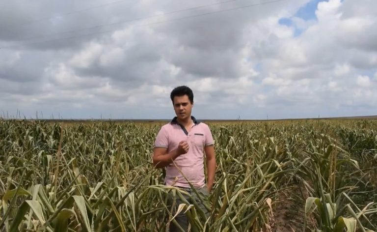 Raul Maruntoiu - agronomie