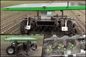 VIDEO Idee GENIALA! Utilaj mecanic de buruieni, alimentat cu energie solara. O alternativa la erbicide Stiri agricole