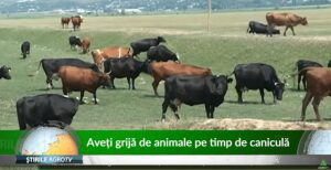 VIDEO. Aveti grija de animale pe timp de canicula. Recomandari Agricultura