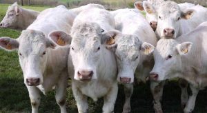 ANSVSA boala bovine rasa charolaise