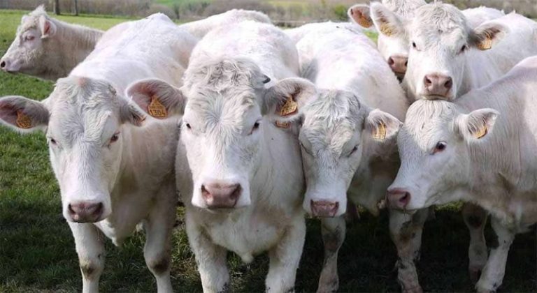 ANSVSA boala bovine rasa charolaise