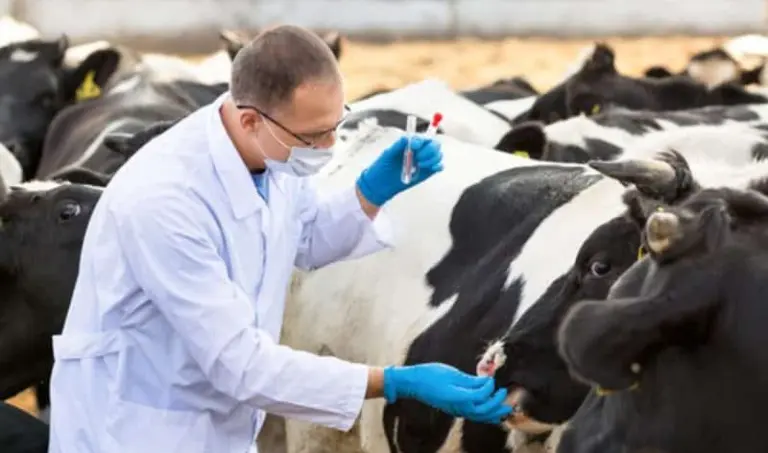 medicii veterinari concesionari