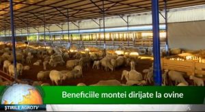 VIDEO Monta dirijata la ovine. BENEFICII Afaceri mâncare caldă