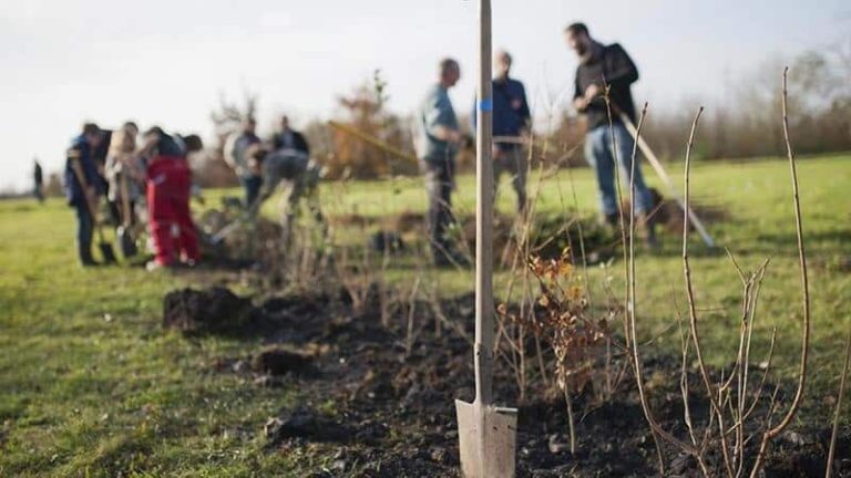 plantare copaci control