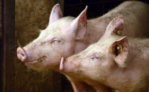 6 porci pesta porcina africana