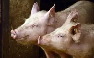 6 porci pesta porcina africana