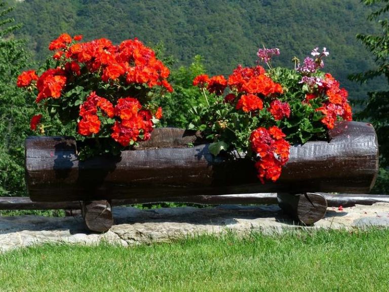 muscate flori rosii