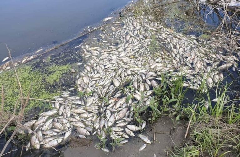 pesti morti - dezastru ecologic