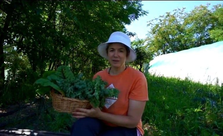 swiss chard