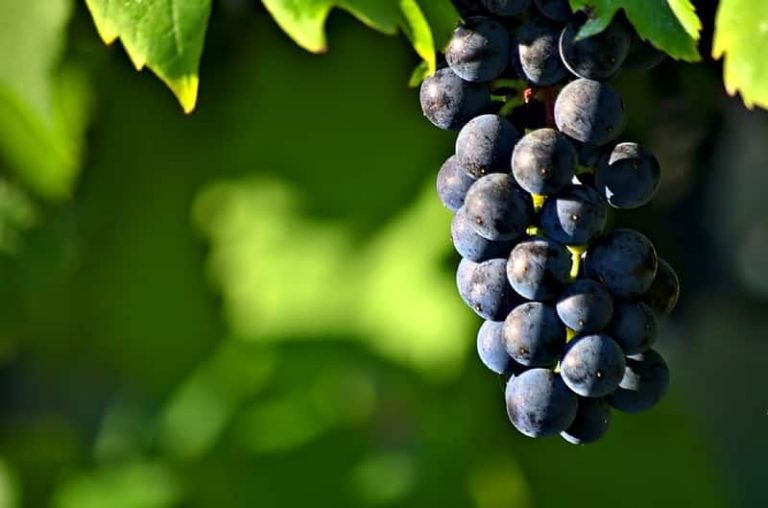 sprijin viticultori