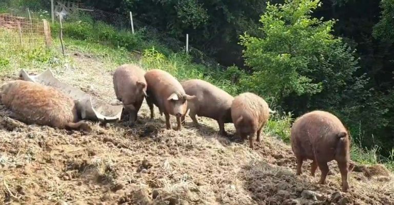 porci