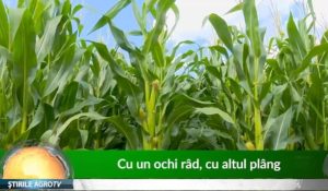 VIDEO Cu un ochi râd, cu altul plâng. Recolta culturilor agricole diferă de la o zona la alta Afaceri mâncare caldă
