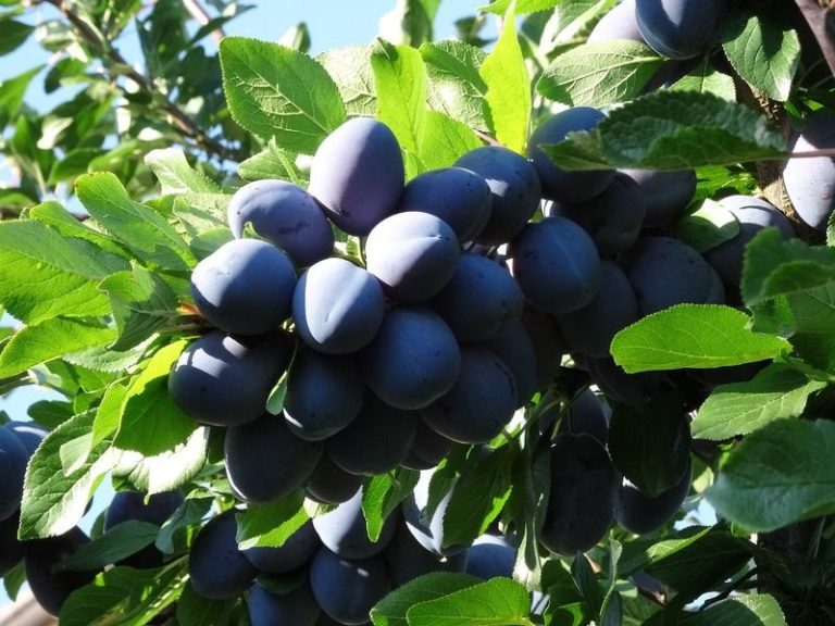 cules de prune