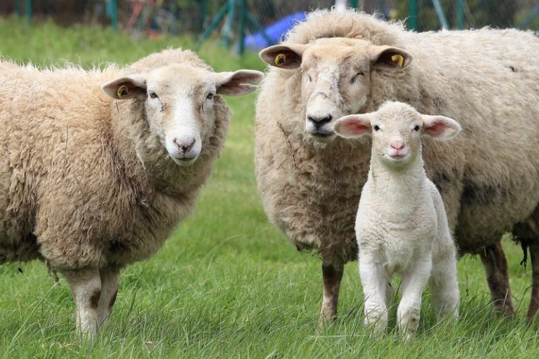 ovine scrapie