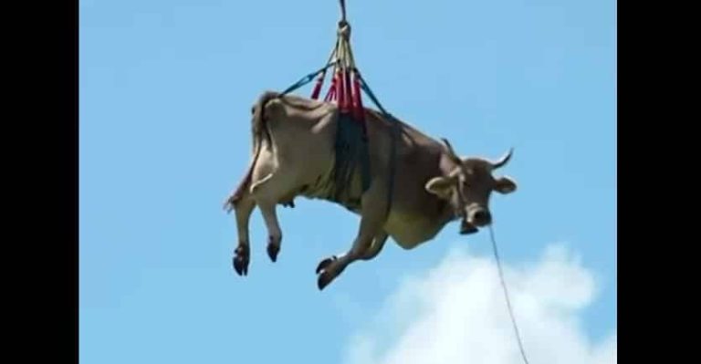 vaca zburatoare