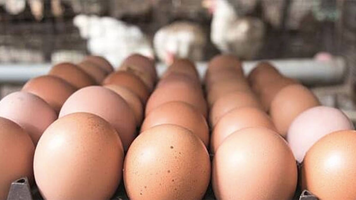 Oua-1280 găini, criză de ouă