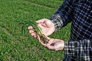 Soluțiile Ecofol pentru un randamentul maxim al culturii de cereale păioase Recomandari