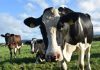 73 de euro vacile de lapte la pușcărie plata ANT bovine vaca de lapte