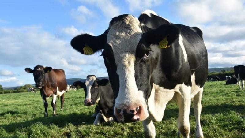 73 de euro vacile de lapte la pușcărie plata ANT bovine vaca de lapte