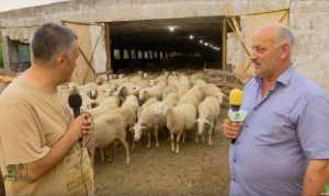 crescator de ovine
