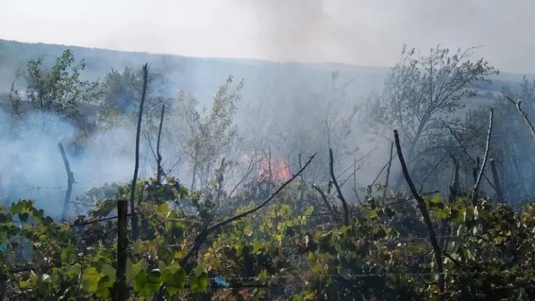 incendiu de vegetație
