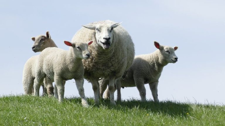 ovine bluetongue
