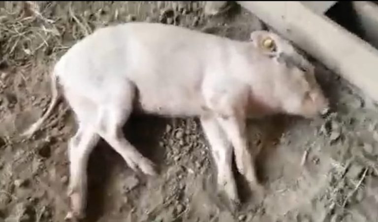 pestă porcină africană