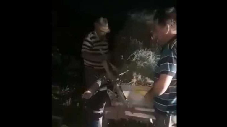 consilier local la furat porumb