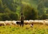 ciobani refugiati oi pasunile leacuri