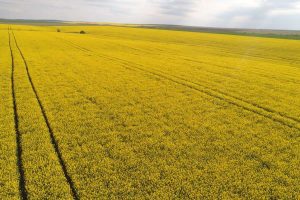 INVESTITIE in pandemie. O ferma de cereale si seminte, cumparata cu 23,5 milioane de euro 3 INVESTITIE in pandemie. O ferma de cereale si seminte, cumparata cu 23,5 milioane de euro meteo