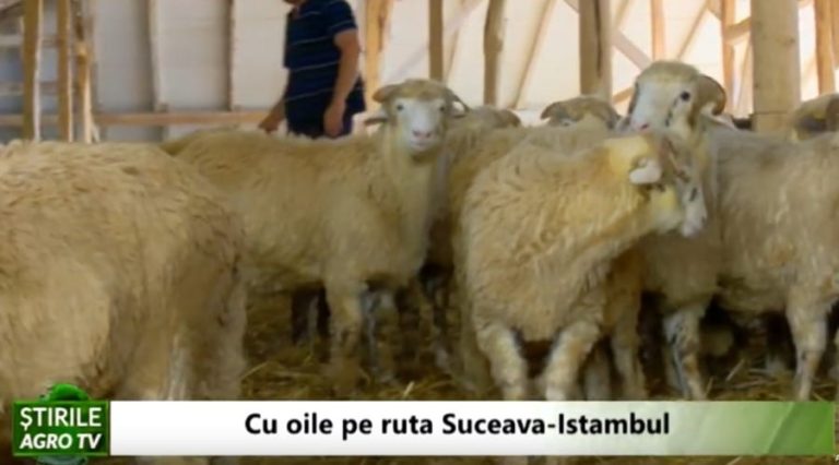 cu oile pe ruta