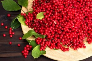 schisandra