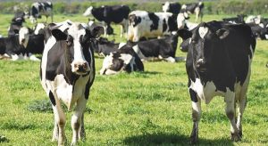 pasuni si fanete bovine sectorul zootehnic
