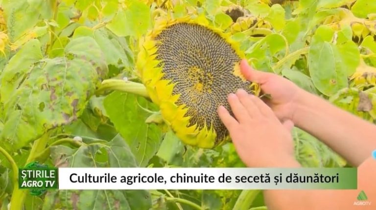 culturi floarea soarelui