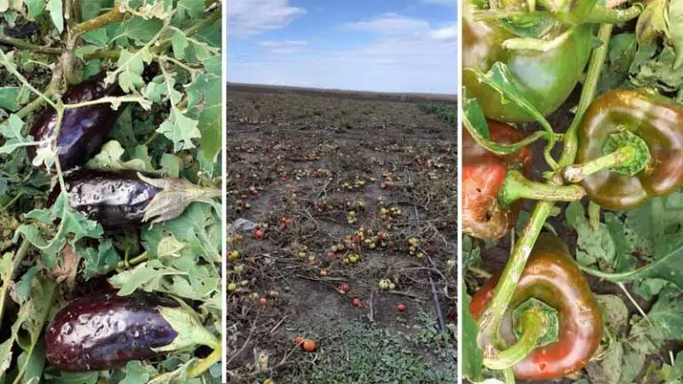 legume distruse de grindină