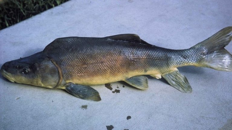 păstrăv