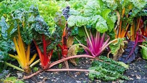 ferma ecologica biodumbrava