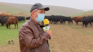 mihalache neamtu vaci angus