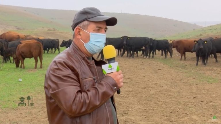 mihalache neamtu vaci angus