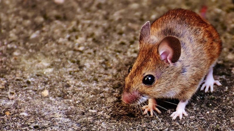 DISPERARE fără margini - Fermierii își ard propria recoltă ca să scape de ”ciuma șoarecilor” 10 DISPERARE fără margini - Fermierii își ard propria recoltă ca să scape de ”ciuma șoarecilor” șoareci