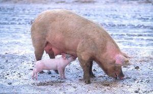 răspândirea virusului la porcine