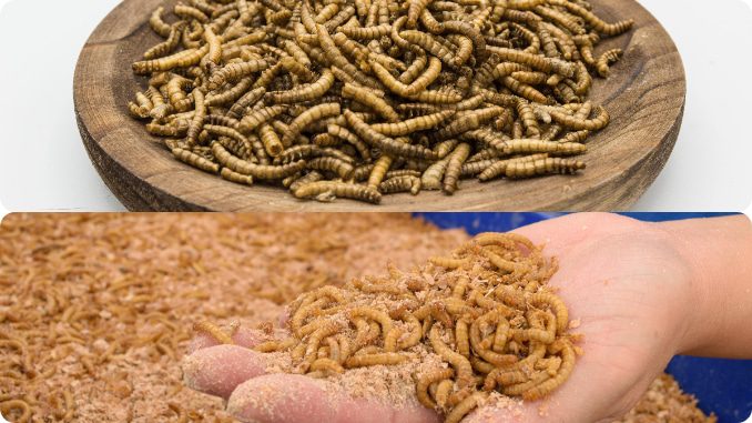 Decizie istorică în 2021 cu privire la viermele de făină și consumul uman 4 Decizie istorică în 2021 cu privire la viermele de făină și consumul uman viermele de făină