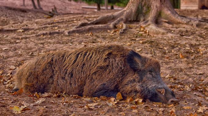 pestei porcine africane