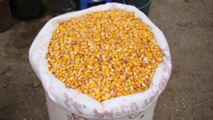 preturi piața porumbului fermieri piata cerealelor pretul porumbului