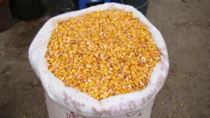 preturi piața porumbului import fermieri piata cerealelor pretul porumbului