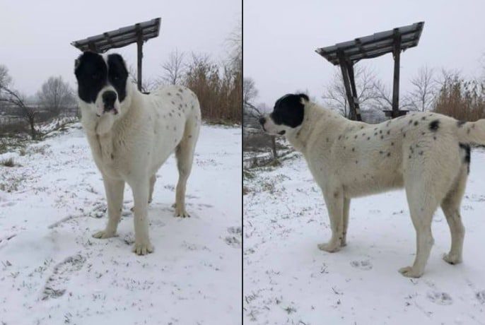 câine Igor împușcat de un vânător