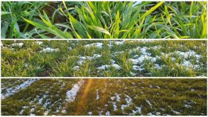 grâu